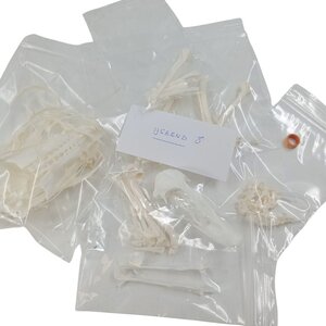 Compleet skelet Ijseend