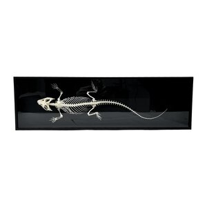 Bearded Dragon Skeleton in a luxury box (XL)