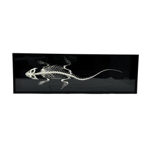 Bearded Dragon Skeleton in a luxury box (L)