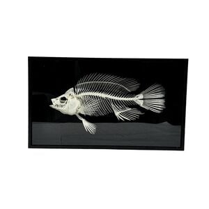 Skelet Tilapih Vis in luxe box
