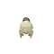Schedel Blauwkeelneushoornvogel