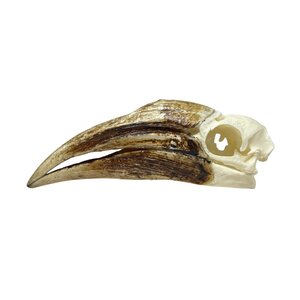 Schädel Goldhelm-Hornvogel