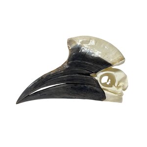 Skull of a hornbill (G)