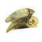 Skull of a hornbill (H)