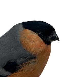 Mounted male Bullfinch