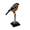 Mounted male Bullfinch