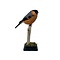 Mounted male Bullfinch