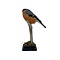 Mounted male Bullfinch