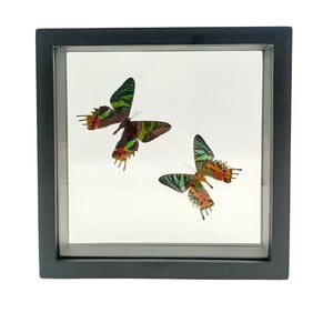 2 Urania Ripheus (recto-verso) in a black double-glazed frame, 25x25cm
