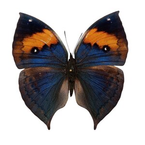 Kallima inachus - Kopfseite