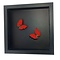 Mounted butterflies (2) in exclusive black wooden frame - Cymothoe Sangaris
