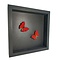 Mounted butterflies (2) in exclusive black wooden frame - Cymothoe Sangaris