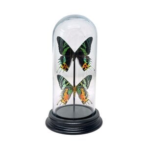 Stolp met Urania ripheus (2)