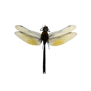 Anax Gibollosus - Dragonfly