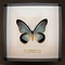 Papilio zalmoxis