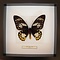 Ornithoptera priamus poseidon sp. (vrouw)