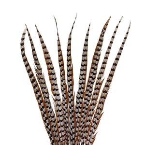 Reeves's pheasant feathers 90 - 100 cm B-GRADE