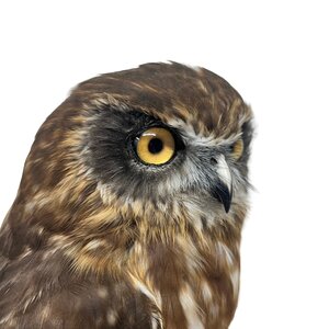 Mounted morepork