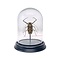 Acrocinus longimanus in glass dome
