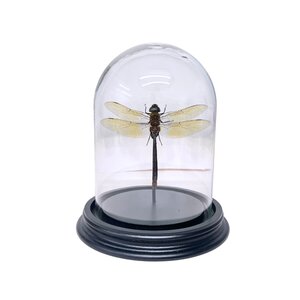 Anax Gibollosus - Libelle in glass dome