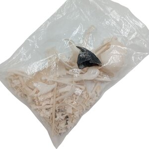 Complete skeleton Macaw