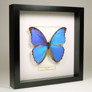 Morpho didius in zwarte lijst 25x25cm