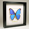Morpho didius in black frame 25 x 25 cm