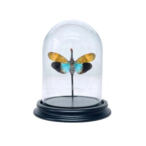 Pyrops sp. in glass dome