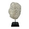Halomitra Pileus coral on pedestal (A)