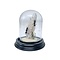 Glass dome with 2 large ants