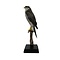 Opgezette Havik Adult