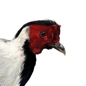 Mounted Silver pheasant