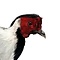 Mounted Silver pheasant