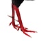 Mounted Silver pheasant