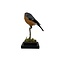 Mounted male Bullfinch