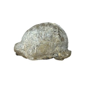 Landschildpad schild fossiel