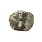 Land Schildkröte fossil