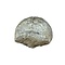 Landschildpad schild fossiel