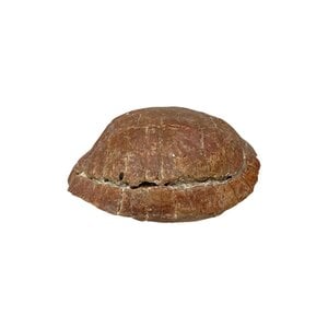 Prehistoric turtle shell