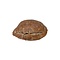 Prehistoric turtle shell