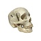 Schedel mens (B)