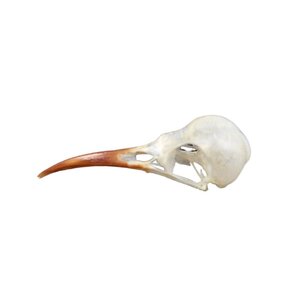 Schedel suikervogel