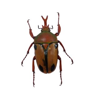 Eudicella trilineata