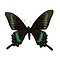 Papilio maackii (Federform)