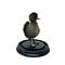 Mounted dark duck in glass dome
