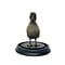 Mounted dark duck in glass dome