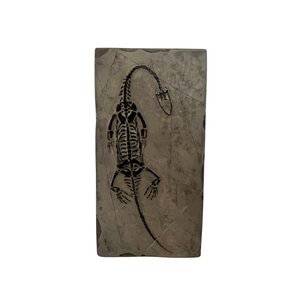 Fossil of a Keichousaurus A