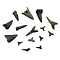 Dutch fossil shark teeth (15 pieces)