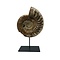 Ammonite on pedestal