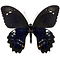 Papilio gambrisius - downside